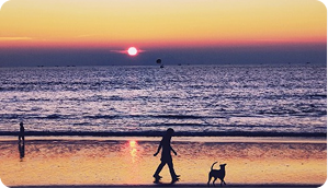 Fruit producers turn to nets for better crops of futer farming