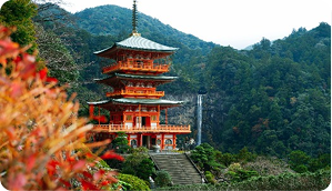 Fruit producers turn to nets for better crops of futer farming